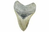 Serrated, Fossil Megalodon Tooth - North Carolina #365003-1